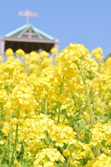 菜の花-神戸総合運動場-2024年3月16日撮影