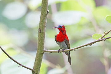 The Crimson Sunbird on a branch in nature