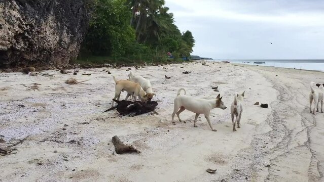 The dogs stop and sniff an old palm leaf in the sand. The dogs are interested in the palm lying on the beach. The wild dogs on Salangon beach in Siquijor island.