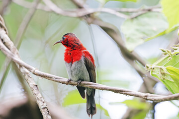 The Crimson Sunbird on a branch in nature