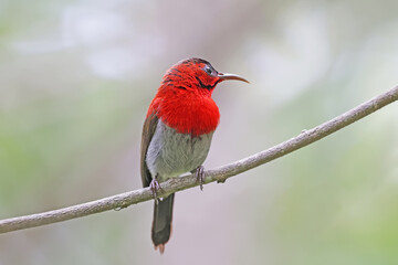 The Crimson Sunbird on a branch in nature