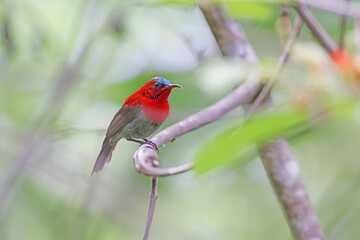 The Crimson Sunbird on a branch in nature