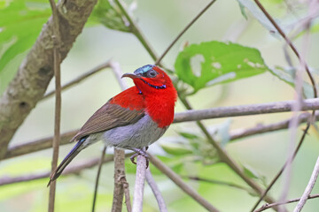 The Crimson Sunbird on a branch in nature