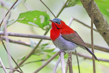 The Crimson Sunbird on a branch in nature