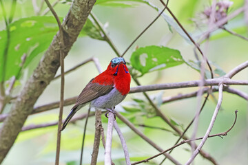 The Crimson Sunbird on a branch in nature