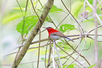 The Crimson Sunbird on a branch in nature