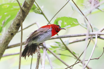 The Crimson Sunbird on a branch in nature