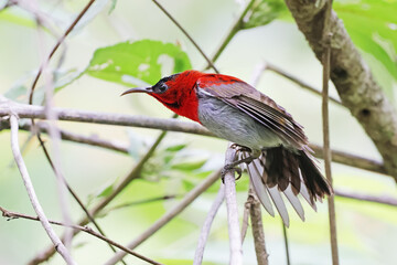 The Crimson Sunbird on a branch in nature