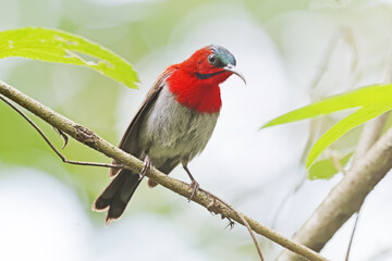 The Crimson Sunbird on a branch in nature