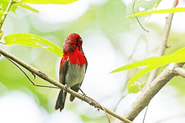 The Crimson Sunbird on a branch in nature