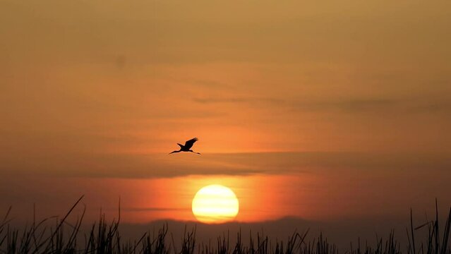 Painted Stork Flying in Sunrise