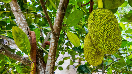 Ripe jackfruit hanging on a tree, showcasing its textured surface amidst lush green leaves, ideal...