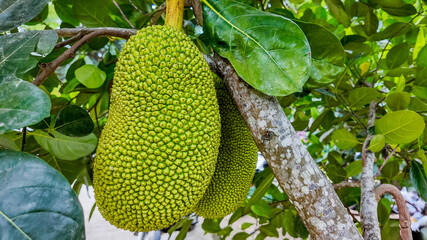 Fresh jackfruits hanging from a tree, showcasing the textured green skin and tropical agriculture...
