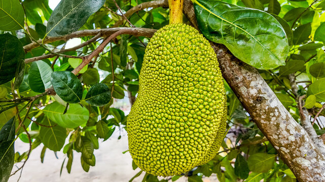 Ripe jackfruit hanging from a tree branch amidst green leaves, showcasing tropical agriculture and natural fruit background with copy space