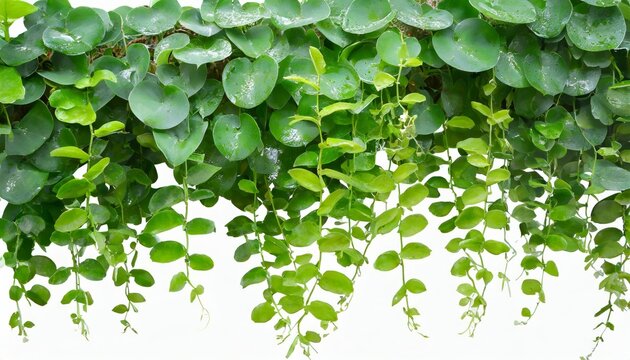 Green succulent leaves hanging vines ivy