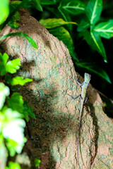 A lizart on the tree