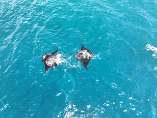 Pair of manta rays swimming in the ocean in Raja Ampat in Indonesia's West Papua province