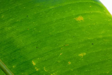 Gordijnen Banana leaf background © Sarin