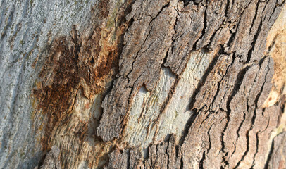 Eucalyptus tree bark texture, Bark of eucalyptus tree, seamless texture, a eucalyptus tree bark texture background image