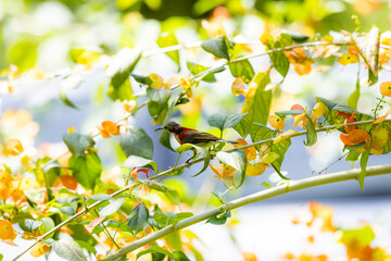 The Crimson Sunbird on a branch