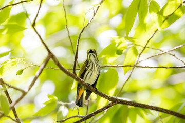 The Yellow-vented Flowerpecker  on a branch