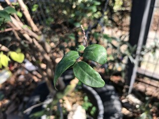 tea leaves on the tree