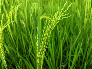 Fototapeta na wymiar Fresh paddy plant in the fields