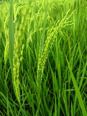 Fresh paddy plant in the fields