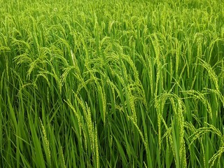 Fresh paddy plant in the fields