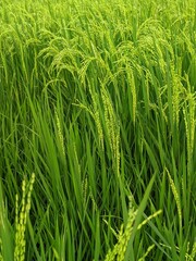 Fresh paddy plant in the fields