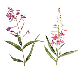 Fototapeta na wymiar watercolor drawing plants of fireweed with leaves and flowers, willowherb, Chamaenerion angustifolium isolated at white background, natural element, hand drawn botanical illustration