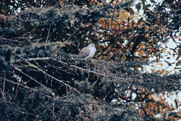 San Francisco Doves Relaxing on an Evening Sunset Tree