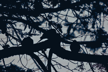 Doves Relaxing on an Evening Sunset Tree Abstract Shadow Silhouette of San Francisco
