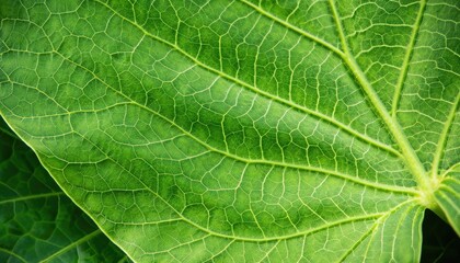 green textured leaf of the plant. natural eco background