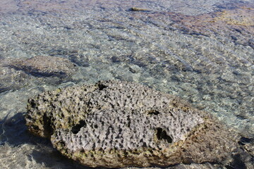 Coral reef in the transparent sea water