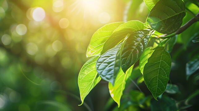 Closeup beautiful view of nature green leaf on greenery blurred background with sunlight and copy space It is use for natural ecology summer background and fresh wallpaper concept : Generative AI