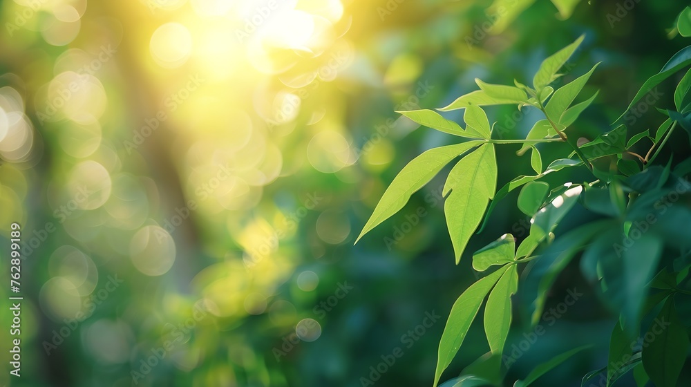 Poster Concept nature view of green leaf on blurred greenery background in garden and sunlight with copy space using as background natural green plants landscape ecology fresh wallpaper : Generative AI