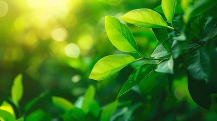 Tuinposter Nature of green leaf in garden at summer Natural green leaves plants using as spring background cover page environment ecology or greenery wallpaper : Generative AI © Generative AI