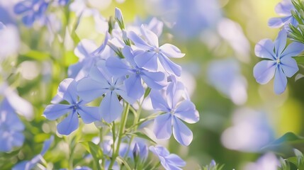 Closedup blue flowers Phlox divaricata or woodland phlox Beautiful blurred background nature in pastel colors with a soft focus of blue shades among green leaves and other blossom blur : Generative AI