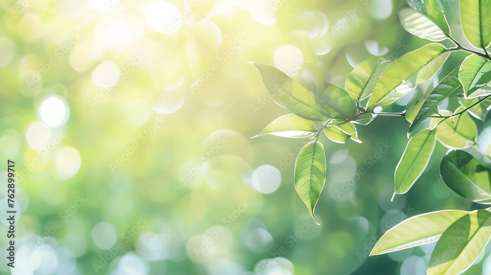 Aufkleber concept nature view of green leaf on blurred greenery background in garden and sunlight with copy sp