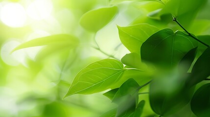 Closeup macro soft focus fresh green leaves abstract blur backgroundconcept idea for ecology...