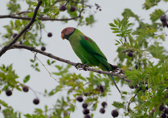 green winged macaw