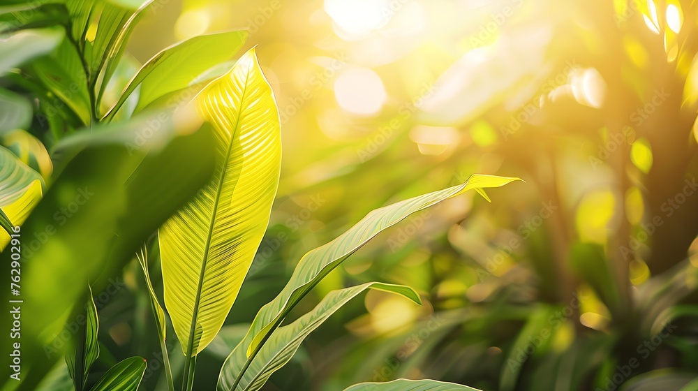 Aufkleber concept nature view of green leaf on blurred greenery background in garden and sunlight with copy sp
