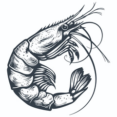Shrimp vintage woodcut drawing vector