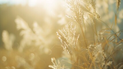 Obraz premium Soft focus grass field at the park with sun rays background : Generative AI