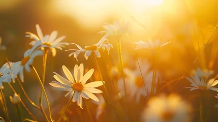 Foto op Canvas Idyllic daisy bloom Abstract soft focus sunset field Landscape of white flowers blur grass meadow warm golden hour sunset sunrise time Tranquil spring summer nature closeup bokeh fores : Generative AI © Generative AI