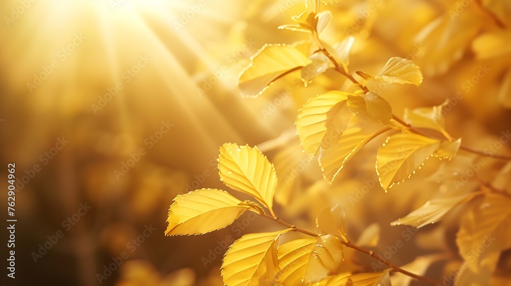 Poster beautiful blurred autumn background with yellowgold leaves in the rays of sunlight on a dark natural