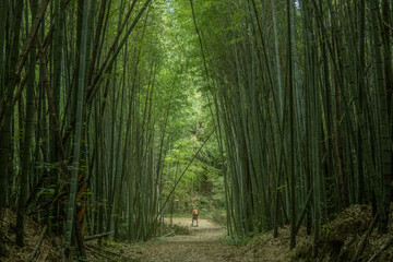 Bamboo forest on the Fenrui Historic Trail, Fenqihu, Chiayi, Taiwan