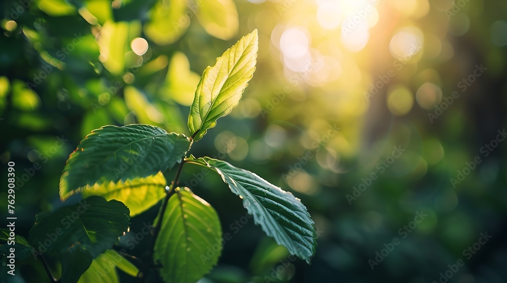 Aufkleber concept nature view of green leaf on blurred greenery background in garden and sunlight with copy sp