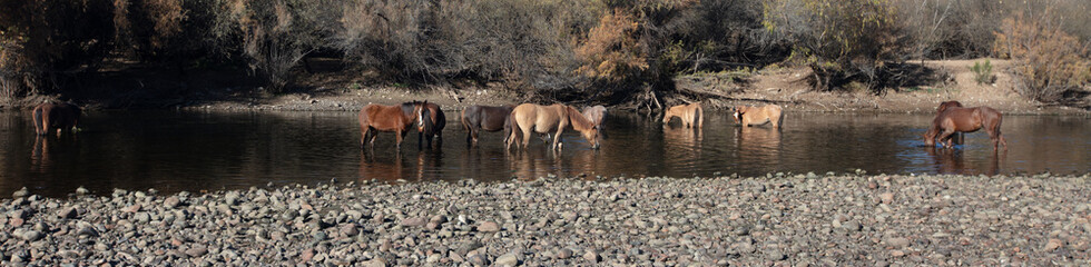 Herd of wild horses feeding in the Salt River near Mesa Arizona United States